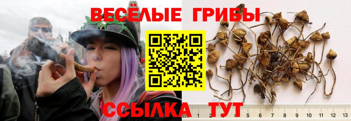 Галлюциногенные грибы Psilocybe Каменка